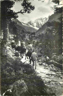 65 - Cauterets - Sur Le Chemin Du Lac De Gaube à Dos De Mulet - Animée - Mention Photographie Véritable - Carte Dentelée - Cauterets