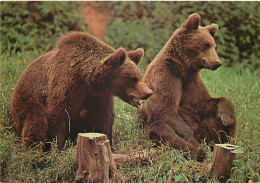 Animaux - Ours - Ours Brun - Bear - CPM - Voir Scans Recto-Verso - Bears