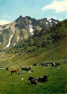 Animaux - Vaches - Auvergne - Pâturage Au Pied Du Sancy - Montagnes - CPM - Voir Scans Recto-Verso - Vaches