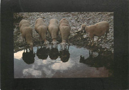 Animaux - Moutons - Aveyron - Vallée Du Gardon : Moutons S'abreuvant Dans Une Lavogne - CPM - Voir Scans Recto-Verso - Altri & Non Classificati
