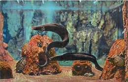 Animaux - Poissons - Musée Océanographique De Monaco - 6 - Congre - Conger Vulgaris - Murène - Muranea Helena - Carte Ne - Fish & Shellfish