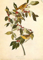 Animaux - Oiseaux - Art - Dessin - Peinture - Les Oiseaux D'Audubon - Sylvia Rubricapilla - Etat Pli Visible - CPM - Voi - Birds