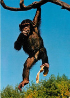 Animaux - Singes - Chimpanzé - Carte Neuve - CPM - Voir Scans Recto-Verso - Monkeys