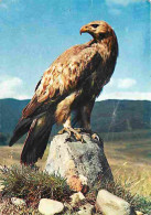 Animaux - Oiseaux - Aigle - Golden Eagle - CPM - Voir Scans Recto-Verso - Birds