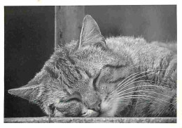 Animaux - Chats - CPM - Voir Scans Recto-Verso - Katzen