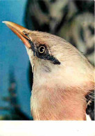 Animaux - Oiseaux - Oiseaux Exotiques - Merle De Jerdon - CPM - Voir Scans Recto-Verso - Birds