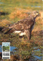 Animaux - Oiseaux - Common Buzzard - CPM - Voir Scans Recto-Verso - Birds