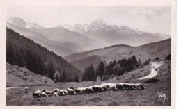 65 - Au Col D'Aspin - Vue Vers Le Pic Du Midi - Moutons Au Paturage - Other & Unclassified