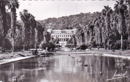 Algerie - ALGER - Jardin D'essai Et Musée National - 1957 - Algerien
