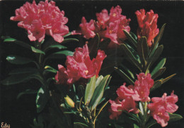 Rhododendron Ferrugineux - Fiori