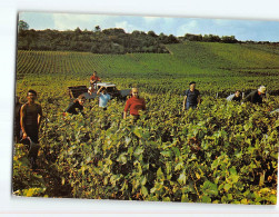 MONTHELIE : Vendanges Aux Champs Fulliots - état - Other & Unclassified