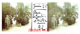 Juin 1926 - PAU - Le Jardin D'hiver ( Bien Animé ) - Plaque De Verre En Stéréo - Taille 44 X 107 Mlls - Glasdias