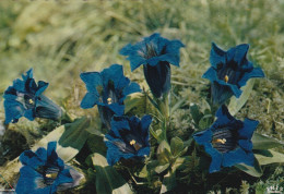 Gentianes Bleues - Fiori