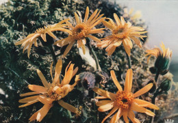 Arnica - Fiori