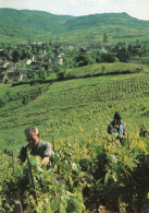 - 39 - ARBOIS Vu Du Haut De La Vigne Henri Maire De "Curon".  - Scan Verso - - Arbois