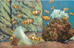 Animaux - Poissons - Musée Océanographique De Monaco - 3 - Amphirion Percula ( Mers Tropicales ) - Carte Neuve - CPM - V - Fish & Shellfish