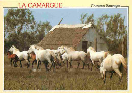 Animaux - Chevaux - Camargue - Chevaux Sauvages - CPM - Voir Scans Recto-Verso - Horses