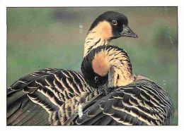 Animaux - Oiseaux - Hawaiian Goose - CPM - Voir Scans Recto-Verso - Birds