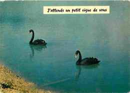Animaux - Oiseaux - Cygnes Noirs - CPM - Voir Scans Recto-Verso - Birds