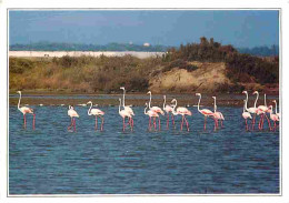 Animaux - Oiseaux - Flamants Roses - En Camargue - CPM - Voir Scans Recto-Verso - Birds