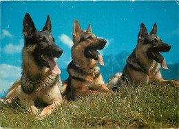 Chiens - CPM - Voir Scans Recto-Verso - Hunde