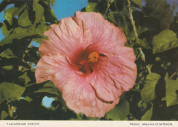Fleurs De Tahiti..hibiscus - Fiori