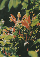 Begonia Venusta   Ile De La Reunion - Fiori