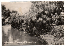 Siracusa - Papitus Sul Fiume Anapo - Siracusa