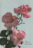 Rose - Fiori