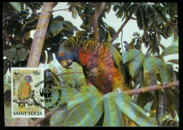 Mk Saint Lucia Maximum Card 1987 MiNr 909 | Endangered Wildlife. WWF. St. Lucia Amazon Perched On Branch #max-0159 - St.Lucie (1979-...)