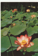 Lotus - Fiori