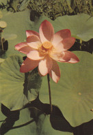 Lotus - Fiori