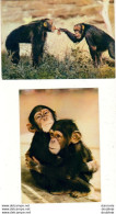 FAUNE AFRICAINE       LOT DE 2 CPSM PAR HOA QUI  ...........   SINGES - Monkeys