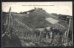 AK Durbach, Weingut, Schloss Stauffenberg, Petermann, Offienburg, Firma Franz Karl Pfitzmayer Zu Den Drei Königen  - Vines