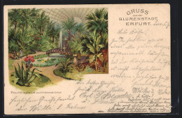 Lithographie Erfurt, Innenansicht Des Palmenhaus  - Erfurt