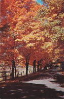 AK 214084 USA - Autumn In Vermont - Altri & Non Classificati