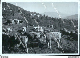 Cd234 Bozza Fotografica Val Taleggio  Provincia Di  Bergamo Lombardia - Bergamo