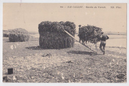 Île Callot Récolte Du Varech - Autres & Non Classés