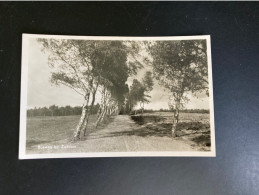 A714 Bosweg Bij Zeddam 1951 - Sonstige & Ohne Zuordnung