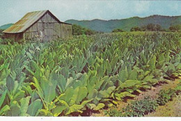 AK 214093 USA - Tobacco Ready For Harvest - Autres & Non Classés