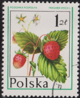 1977 Polen ⵙ Mi:PL 2489, Sn:PL 2201, Yt:PL 2318, Sg:PL 2476, Wild Strawberry (Fragaria Vesca), Waldfrüchte - Used Stamps