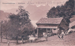 Vierwaldstättersee, Urirothstock, Ferme Uranaise, Vache Et Chèvre (22.10.1919) - Andere & Zonder Classificatie