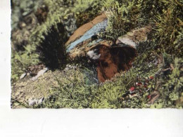 Images De Chez Nous Une Belle Marmotte Sortant De Son Terrier , Photo R P Bille - Andere & Zonder Classificatie