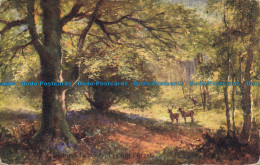 R655256 Epping Forest. Victoria Beeches. Wildt And Kray. Series 530 - World