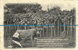 R654687 Milking At Jersey By The Cabbages Which Grow Ten Feet High. J. Welch. 19 - World