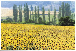 IMAGE DE NOS CAMPAGNES + Carte Postale Neuve : Champ De Tournesols Et Peupliers + Ed. FRANCE REGARD L 1 - Sonstige & Ohne Zuordnung