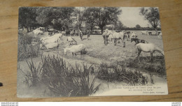 Chevaux Camarguais En Liberté Dans Les Prés Aux Environs Du CAILAR ........... T-12158 - Other & Unclassified