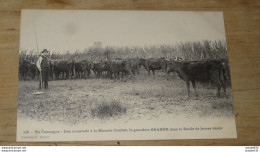 En CAMARGUE : Une Muselade A La Manade COMBET  ........... T-12151 - Autres & Non Classés