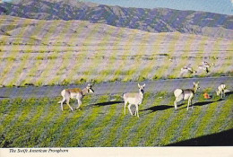 AK 214117 USA - Antelope As Seen On Our Western Plains - Autres & Non Classés