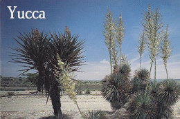 AK 214118 USA - Yucca - Autres & Non Classés